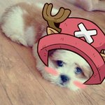 ※사진 有레카!!★☆우리 장군이를 소개 합니다☆★