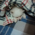 ★스피츠(犬판)★ 우리집 태양이를 소개할꺼당 (사진有)