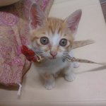 ☞냥이판☜ 내새끼 '오양이'를 공개합니다