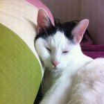 ##########   <b>애묘인</b>이라면 고양이 공감 99.9% ##...