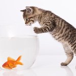 ★★(사진 다수有)마하<b>반야심경</b>냥ㅋㅋㅋ★★