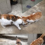 길냥이들을 어찌해야 좋을지 모르겠어여~