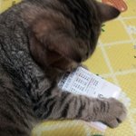 <b>로또</b>냥의 감격적인 순간
