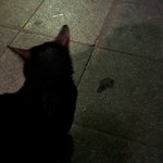 ★★★유기<b>동물</b>...신고하면 이런식으로 취급하시나요??!!★★★