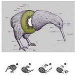 (사진有) 키위의 진실