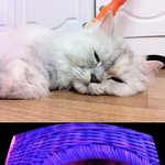 (★고양이판★) 우리집 냐오옹이 세녀석(사진有)