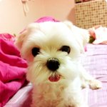 [영수증有]★★ 강<b>쥐</b>수술  140만원ㄷㄷ ★★ -개몽실