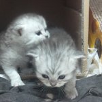 한달된 아기 냥이6남매(사진,동영상 추가..)