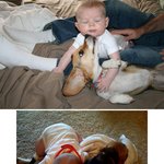 비글과 아이를 함께 키우면?? (<b>출처</b>-웃대 / 액박 수정)