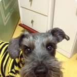 슈나우저가 지랄견이라구? <b>노노</b>!