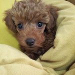 저희집 <b>푸들</b>이 소개해드릴꼐요~~~~~~~