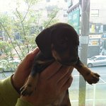 우리집 막내 <b>g</b>랄발광 성장기 ㅠㅠ