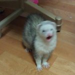 ★☆★☆사진有!! 페릿판☆★☆★ 귀염둥이 제이를 소개합니다!!