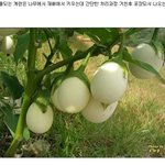 ★★★계란의 진실★★★