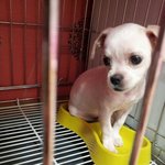 말티스와시추섞힌 <b>믹스</b>견의 실체!!!!!!!!!!!!!!!!!!!...