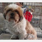 <b>안락사</b>가 얼마남지않은 아이들입니다 봐주세요......