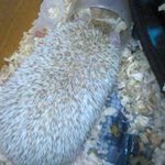 ★고슴도치판^*^★ 어둥어둥내새끼자랑해용! (스압주의)