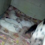 상돈이 <b>와이프</b> <b>덕</b>순이 답글판이에요~