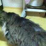 ★★사진有★★난울<b>꽁치</b>직접미용을해주고싶었을뿐.........