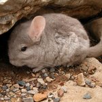 [친칠라판]최초 친칠라 판. 친칠라를 아시<b>나용</b>?