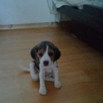 ★3대지랄견1위비글&amp;3대천사견푸들 이야기~!★