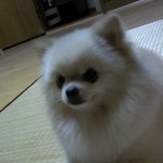 [사진추가~!] 사랑스러운 <b>포메</b> 삼남매, 대한이 독립이 만세 !