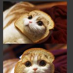 귀여움주의<b>식빵</b>고양이