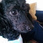 (2탄!)개판왈왈!사진有느님 울집 쵝오 동안미녀 <b>야미</b>를 소개합니다~~