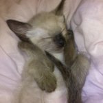 ★안티집사와 고양이두년사진다량<b>투척</b>!!★