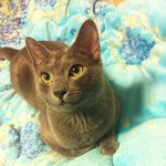 ★★1탄)!!!!러시안블루계에얼짱<b>케빈</b>을소개합니다★