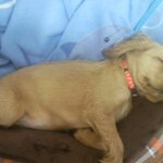 ★☆★☆3대악마견인 코카스파니엘 콜리를 소개합니다! ! !☆★☆★