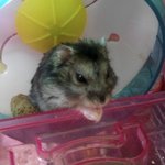 ★™★(사진有)장수하고있는우리<b>몽실이</b>★™★