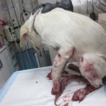 작은한생명이 죽어가고있습니다.. 도와주세요..