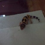 이런 반려동물 본적 있니??레오<b>파드</b> 게코!!