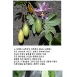 ★★★신기한 <b>식물</b>들(스압주의)★★★