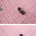 초코코카 <b>호두</b>를 소개합니다!