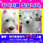 <<b>부천</b> 오정동>화이트테리어 찾습니다