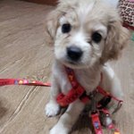 (강쥐판)우리집 막둥이 솜이를 소개합니다~!!