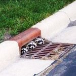 ※범죄사기극의진화※시체가돌아왔다 기대치↑↑기대평?