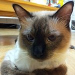 우리 초코를 아시나요?