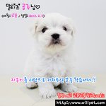 말티즈 강아지 예쁜 <b>지윤</b>이랍니다^^ (무료분양 2월생)