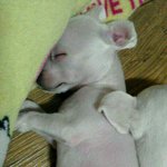 ♥♡♥♡♥♡♥♡<b>내사</b>랑 닭아지♥♡♥♡♥♡♥♡