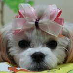 우리집의 악마견 개.초.롱을 소개합니다!!