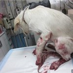 ★교통사고 당한 리트리버를 살려주세요★