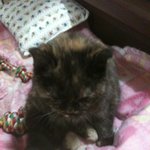 (후기) 어떻하죠? 길냥이가 절 따라들어왔어요