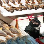 <b>해탈</b>한고양이