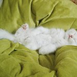 -추가- [개그주의] 우리집 <b>병맛</b> 고양이