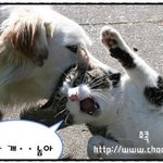 ★★연애의 6가지 유형, 어떤 관계가 오래 갈까?★★