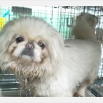 안락사가 앞으로 다가온 아기들!!!!!!한번만 클릭해주세요 아이들의...