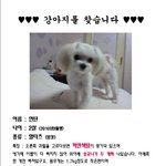 강아지를 찾습니다. (경기 용인 신갈지역입니다)